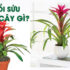 Axit Aminoaxetic là gì ? Axit Aminoaxetic phản ứng với chất nào ? Công thức là gì ?