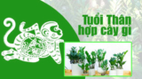 Tuổi Thân hợp cây gì ? Chọn cây phong thủy may mắn, thần tài ?