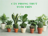 Người tuổi Thìn hợp cây gì ? Trồng cây màu gì để thu hút may mắn