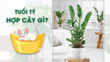 Người tuổi Tý hợp cây gì ? Nên lựa chọn cây phong thủy nào ?